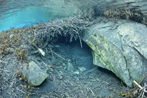 Homes Prints: Submerged entrance to a European beaver (Castor fiber) lodge