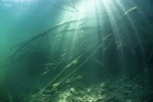 Light Ray Prints: Submerged entrance to a European beaver (Castor fiber) lodge illuminated by the sun's rays
