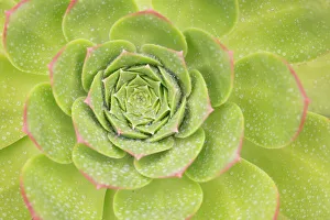 Saxifragales Prints: Succulent (Aeonium pseudourbicum) close up covered in dew