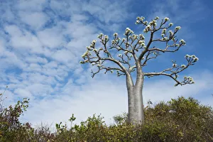 Apocynaceae Gallery: Succulent tree (Pachypodium rutenbergianum), Ramena, Madagascar
