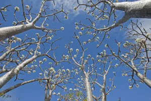 Apocynaceae Gallery: Succulent trees (Pachypodium rutenbergianum) low angle view, Ramena, Madagascar