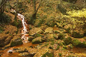 Images Dated 8th November 2008: Sucha Kamenice / Creek flowing between leaf covered rocks, Hrensko, Ceske Svycarsko