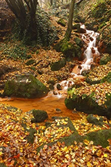 Sucha Kamenice / Creek in forest covered in fallen leaves, Hrensko, Ceske Svycarsko