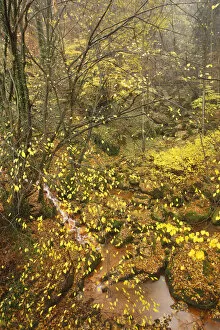 Images Dated 8th November 2008: Sucha Kamenice / Creek in wood covered in fallen leaves, Hrensko, Ceske Svycarsko