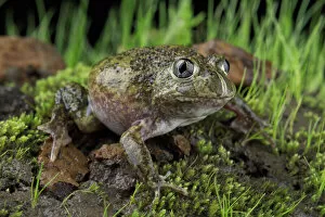 Sudells burrowing frog ( Neobatrachus sudellae ) male