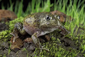 2021 February Highlights Prints: Sudells burrowing frog ( Neobatrachus sudellae ) male