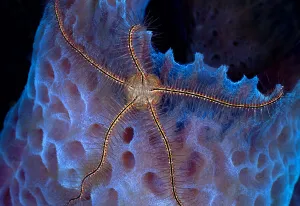 Hairy Prints: Suensons brittle star (Ophiothrix suensonii) on Azure vase sponge (Callyspongia plicifera)
