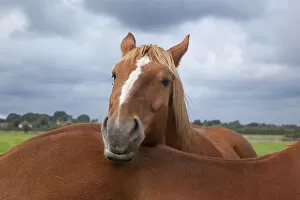 Animal Head Gallery: Suffolk Punch heavy horse in field resting head anothers back, UK, September