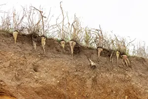 Vegetables Prints: Sugar beet (Beta vulgaris) crop with roots exposed by coastal erosion