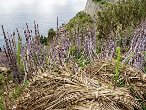 Gramineae Prints: Sugar cane (Saccharum sp.) crop growing on coastal cliffs, Jardim do Mar, Madeira. March