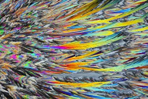 Abstract Collection: Sugar crystals viewed by polarised light