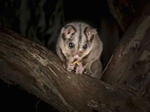 Tenebrionoidea Prints: Sugar glider (Petaurus breviceps) eats a meal worm (Tenebrio molitor) on a tree at night