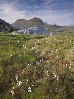Bogs Prints: Suilven, early summer morning, Coigach / Assynt SWT, Sutherland, Highlands, Scotland