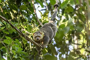 Sulawesi bear cuscus or Sulawesi bear phalanger (Ailurops ursinus) adult in forest canopy