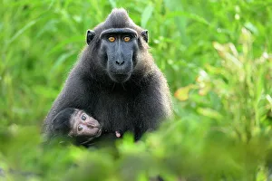 Sulawesi black macaque / Celebes crested macaque (Macaca nigra) female, suckling infant in beach side vegetation, Tangkoko National Park, northern Sulawesi, Indonesia. Critically endangered