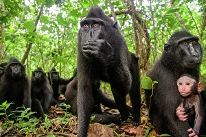 Sulawesi black macaque / Celebes crested macaque (Macaca nigra) troop in forest, female with infant, Tangkoko National Park, northern Sulawesi, Indonesia. Critically endangered