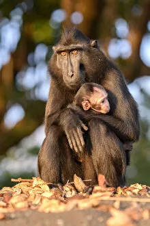Sulawesi black macaque (Macaca nigra) female and baby Tangkoko National Park, Sulawesi