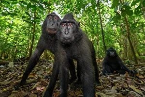 Endemic Prints: Two Sulawesi black macaques / Celebes crested macaques (Macaca nigra) juveniles