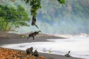 Four Sulawesi black macaques / Celebes crested macaques (Macaca nigra) juveniles on black sand beach, two grooming and two leaping and hanging from tree branch overhead, Tangkoko National Park, northern Sulawesi, Indonesia. Critically endangered
