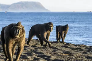 Images Dated 26th August 2020: Sulawesi black macaques (Macaca nigra) males foraging on exposed beach at low tide