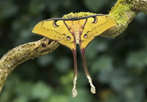 Lepidoptera Gallery: Sulawesi moon moth (Actias isis) female, occurs endemic to Sulawesi, Indonesia