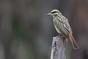 Songbird Prints: Sulphur-bellied flycatcher (Myiodynastes luteiventris) perched on wooden post