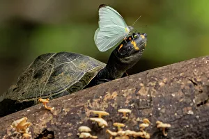 Sulphur butterfly (Pieridae) extracting minerals from eye moisture of a Yellow-spotted Amazon River turtle (Podocnemis unifilis), Yasuni National Park, Orellana, Ecuador