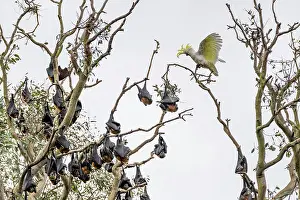 Cacatuidae Prints: Sulphur-crested cockatoo (Cacatua galerita) squawking at Grey-headed flying-fox (Pteropus poliocephalus)