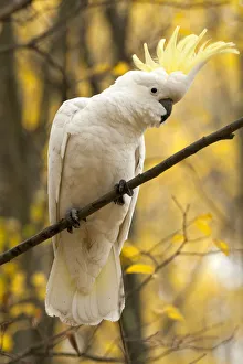 Sulphur-crested cockatoo (Cacatua galerita) perched on branch, Grampians National Park