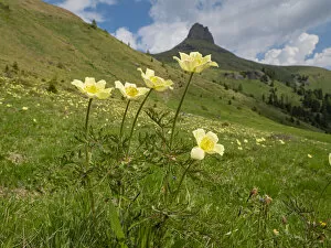 Sulphur pasqueflower (Pulsatilla alpina apiifolia) in alpine grassalnd in Dolomites