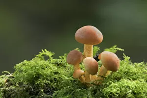 Agaricomycetes Gallery: Sulphur tuft mushroom (Hypholoma fasciculare) Clare Glen, County Armagh, Northern Ireland