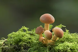 Autumn Prints: Sulphur tuft mushroom (Hypholoma fasciculare) Clare Glen, County Armagh, Northern Ireland