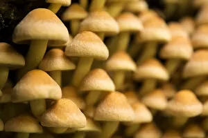 Sulphur tuft mushrooms (Hypholoma fasciculare), Hampstead Heath, England, UK. September