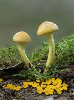 Leotiomycetes Prints: Sulphur tuft toadstool (Hypholoma fasciculare) and Lemon disco toad stool