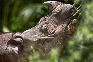 Sumatran (Asian) two-horned Rhinoceros (Dicerorhinus sumatrensis Sumatran (Asian) two-horned Rhinoceros (Dicerorhinus sumatrensis