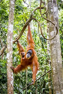 2018 June Highlights Gallery: Sumatran orangutan (Pongo abelii) female with very young baby, Gunung Leuser National Park