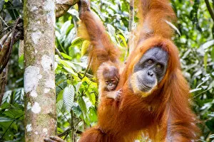 2018 June Highlights Gallery: Sumatran Orangutan (Pongo abelii) female with very young baby, Gunung Leuser National Park
