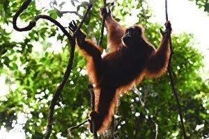 Images Dated 11th November 2015: Sumatran orangutan (Pongo abelii) female moving between lianas, Gunung Leuser National Park