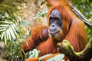 Sumatran Orangutan (Pongo abelii) female with very young baby, Gunung Leuser National Park