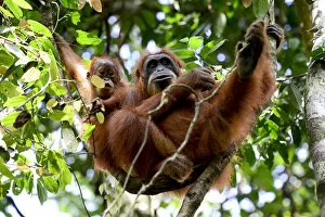 Images Dated 11th November 2015: Sumatran orangutan (Pongo abelii) female next to infant, Gunung Leuser National Park