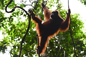Agile Prints: Sumatran orangutan (Pongo abelii) female moving between lianas