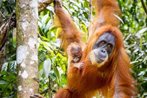 Sumatran Orangutan (Pongo abelii) female with very young baby, Gunung Leuser National Park