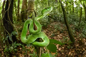 Malaysia Prints: Sumatran pit viper (Trimeresurus sumatranus) juvenile on tree trunk