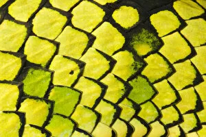 Sumatran pitviper (Trimeresurus sumatranus), detail of scales