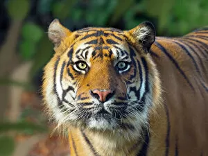 Direct Gaze Gallery: Sumatran tiger (Panthera tigris sondaica). Captive, with digitally added leaf pattern