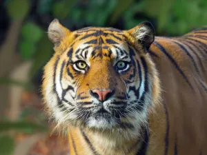 Sumatran tiger (Panthera tigris sondaica). Captive, with digitally added leaf pattern Sumatran tiger (Panthera tigris sondaica). Captive, with digitally added leaf pattern