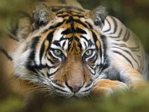 Sumatran tiger (Panthera tigris sondaica). Captive, with digitally added leaf pattern
