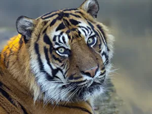 Sumatran tiger (Panthera tigris sondaica) portrait, captive