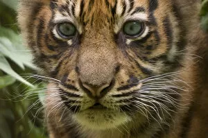 Images Dated 22nd July 2010: Sumatran tiger (Panthera tigris sumatrae) head portrait of male cub aged two months