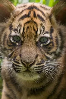 Images Dated 22nd July 2010: Sumatran tiger (Panthera tigris sumatrae) head portrait of male cub aged two months